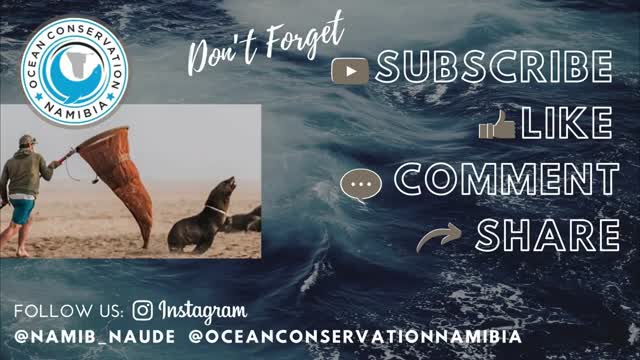 SHARK stuck in Seal's Neck!