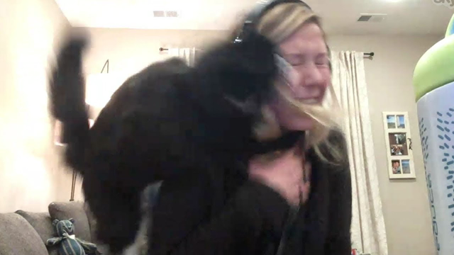 CATS ATTACKING PEOPLE COMPILATION - A MUST WATCH VIDEO OF 2020 (CRAZY CATS BEHAVIOR) |  IPET