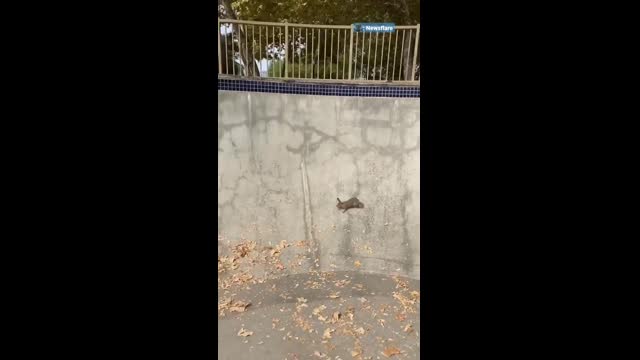Bunny Stuck In A Skate Bowl Gets Help From A Friendly Dude | The Dodo