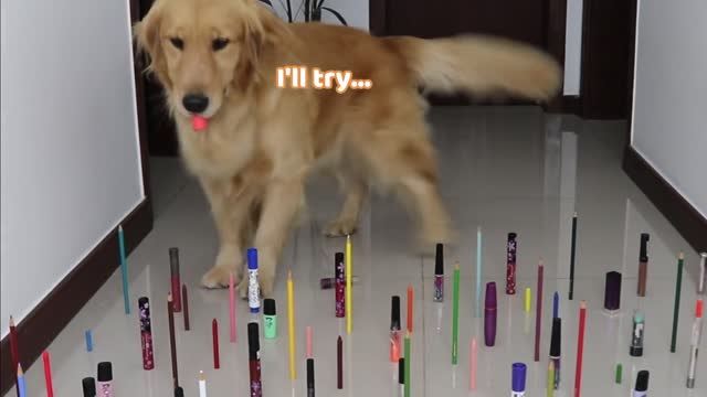 Obstacle Challenge CAT vs DOG