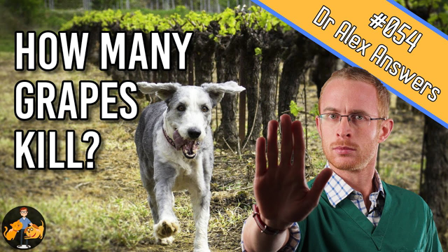 Can Dogs Eat Grapes (or will one mouthful kill them)? - Dog Health Vet Advice
