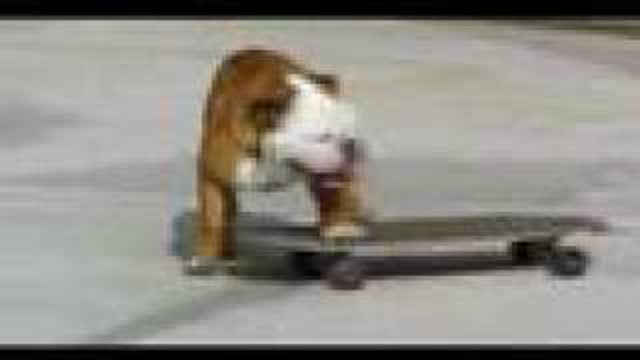 Skateboarding Dog