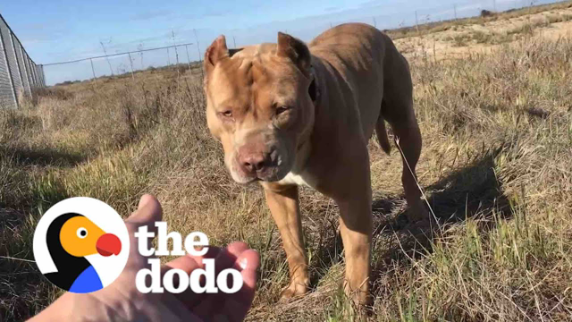 Pittie Spent 5 Months Living Alone At A Truck Stop | The Dodo Pittie Nation