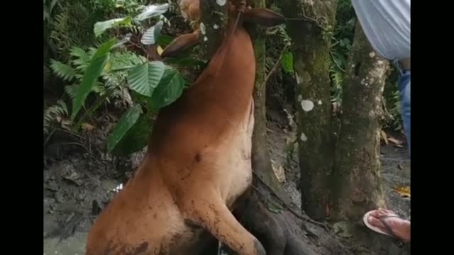 Rescue of a cow whose neck got stuck in a tree, location in Indonesia.