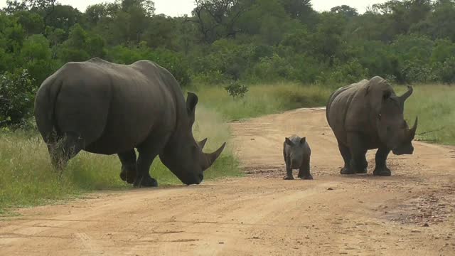 SOUTH AFRICA rhino baby is "challenging" his father, Kruger national park
