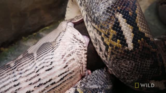 Feeding a Reticulated Python | Secrets of the Zoo: Down Under