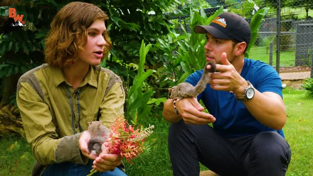 Secrets of Sugar Gliders REVEALED! Not as Cute as they LOOK!