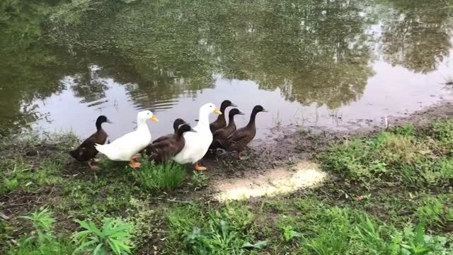 Setting ducks free in my pond