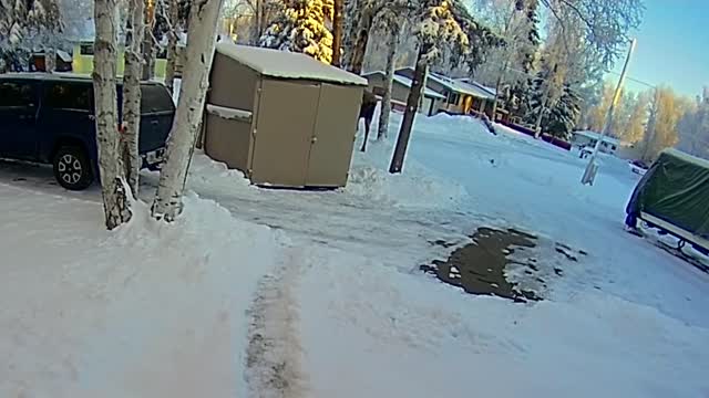 Alaska man ducks into shed to avoid bull moose
