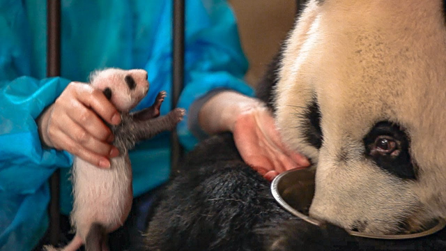 Panda Doesn't Realise She's Had Twins! | BBC Earth
