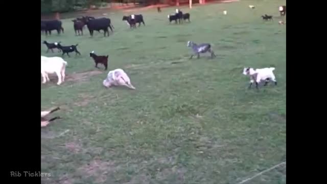 Funny Fainting Goats