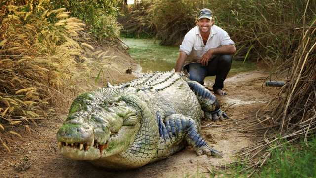 Matt Wright feeding his huge, ONE TONNE CROC called Tripod!