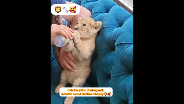 Cute baby lion and tiger drinking milk bottle sound on video