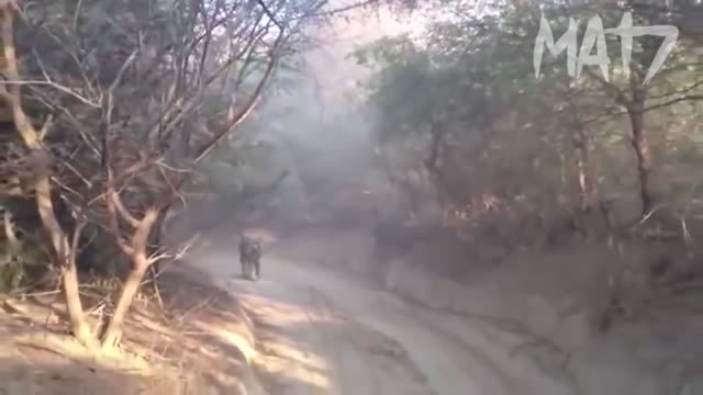 NEAR DEATH EXPERIENCE || 7 MOST TERRIFYING CLOSE CALLS WITH WILDLIFE