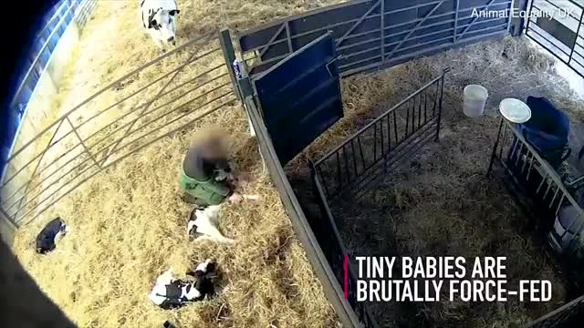 See How Newborn calves are violently Handled In Dairy Farm