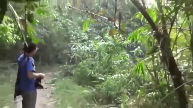 When Wild Animals Charge