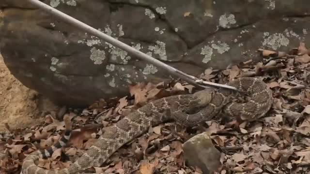 Catching and Bagging 6-foot Rattlesnake