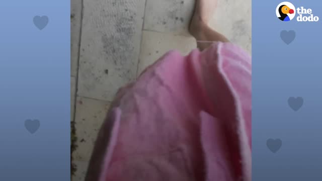 This Rescue Duckling Loves to Dive In The Pool With His Mom | The Dodo Soulmates