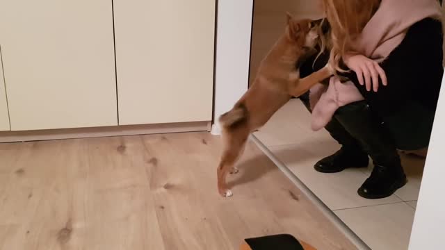 Puppy can't contain his excitement when owner comes home