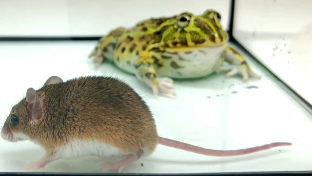 【Browsing attention】African bullfrog is eating a pygmy mouse.