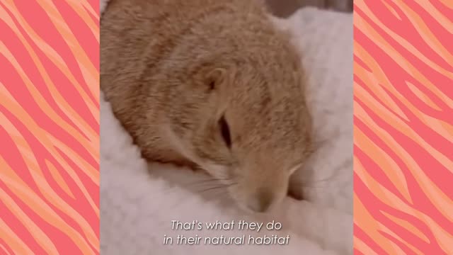 Prairie Dogs Scream For Cuddles And Hide In Girl’s Laundry | Wild Buddies