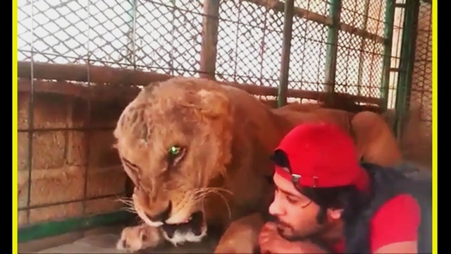 Most Unusual Pets Ever ✯   Most Dangerous Pets ✯  Pet Wild Animals