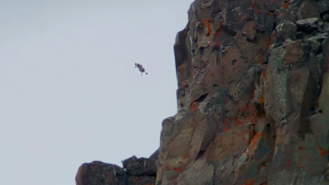 Chick Jumps Off Cliff | Life Story | BBC Earth