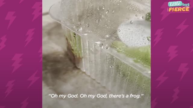 Guy Finds Tiny Frog In His Salad | The Dodo Little But Fierce