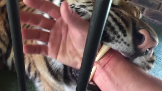 a Quick bite from a tiger #shorts