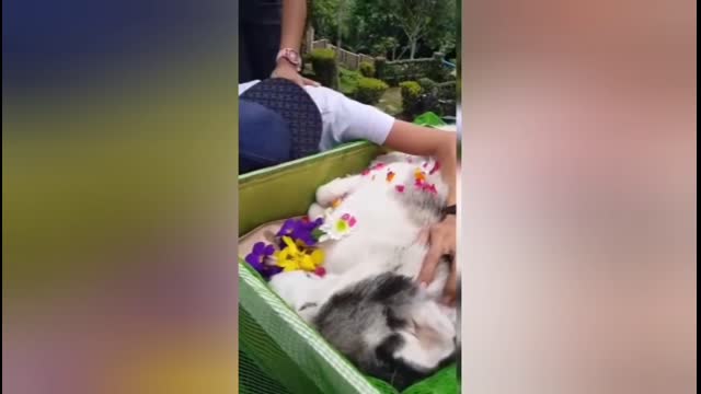 Last  Moment of Dying Dog And Owners | Emotional Moments