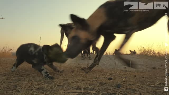 Robotic Spy Pup Takes Cover As Lion Attacks Wild Dogs!