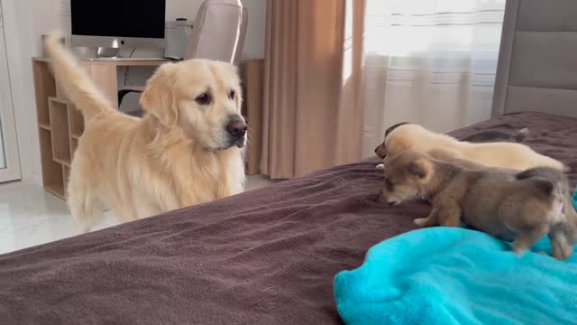 Golden Retriever Meets Puppies for the First Time