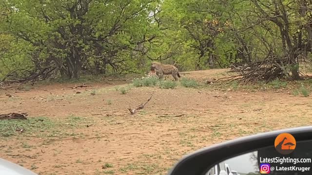 Leopard & Hyena Fight Over Impala While it Tries to Run Away