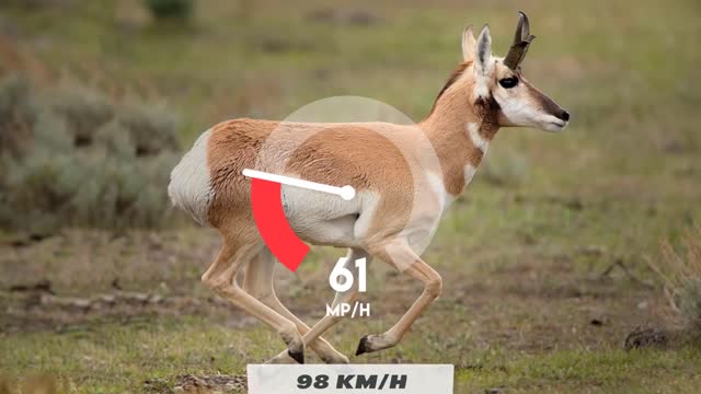 These Are 10 Fastest Animals On This Planet