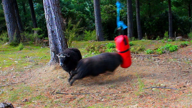 What happens when you leave a boxing bag in the Forest