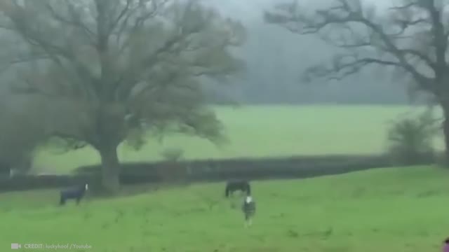 Animals Reunited With Owners After Years !