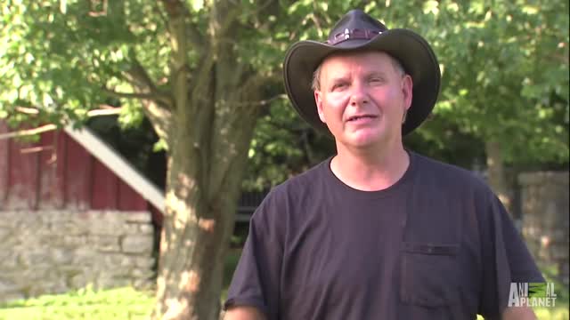 Never Scare the Bejeezus Outta Fainting Goats | Call of the Wildman