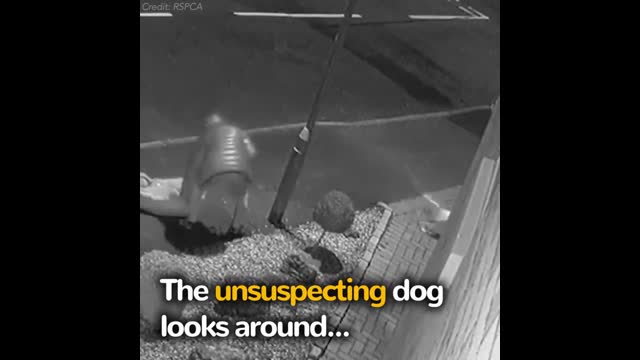 Dog Doesn't Realize He's Being Abandoned – Then Rescuers Discover Heartbreaking Truth