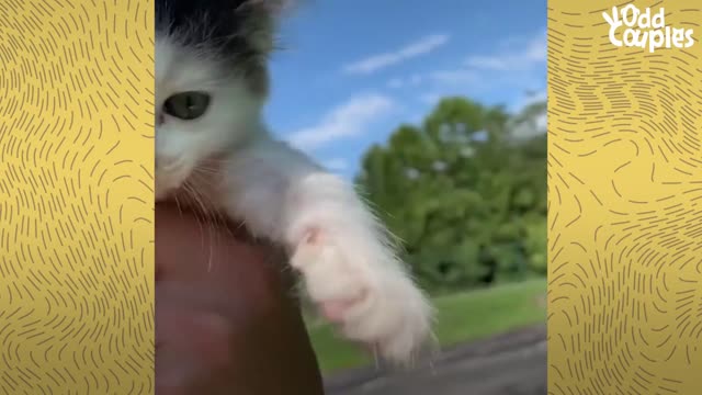 135-Pound Mastiff Becomes Obsessed With A Tiny Kitten  | The Dodo Odd Couples