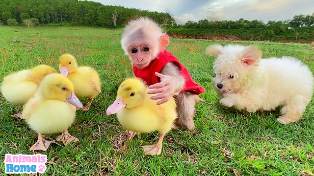 Baby monkey protects and takes care of ducks