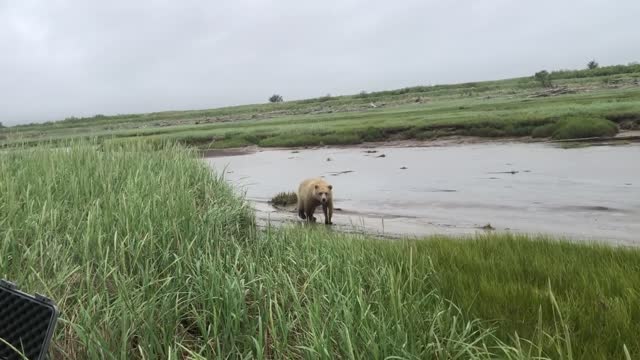 Real Grizzly Bear Charge Handled Live