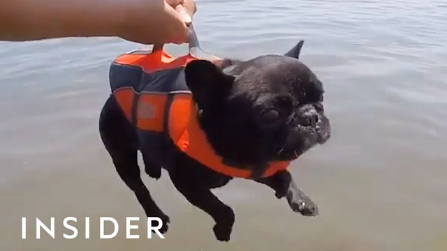 10 Products Every Dog Lover Needs