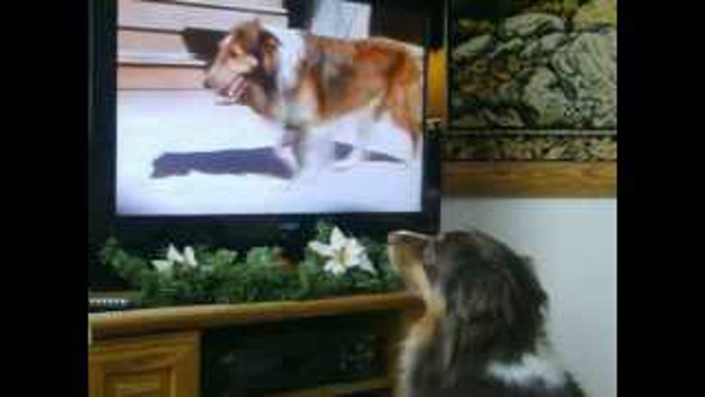 Aussie Dog Watches TV Loves Lassie