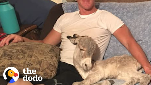 Baby Donkey Loves Snuggling On Couch With Dad | The Dodo