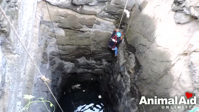 A drowning dog's desperate wish comes true.