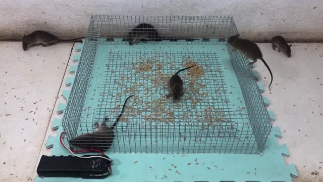 Electric Mousetrap/ Rat Trap with Electric 220 volt why not? / Stupid Mouse Trap / keny Mice