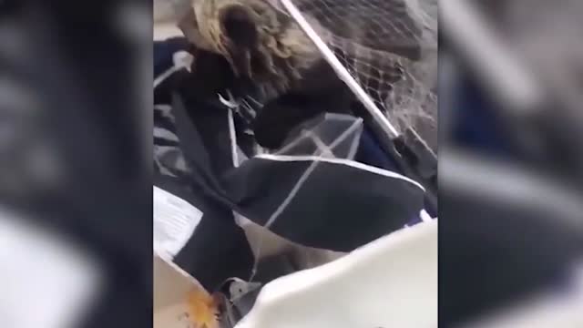 Animals That Asked People for Help & Kindness | Best Moments Of 2022 !