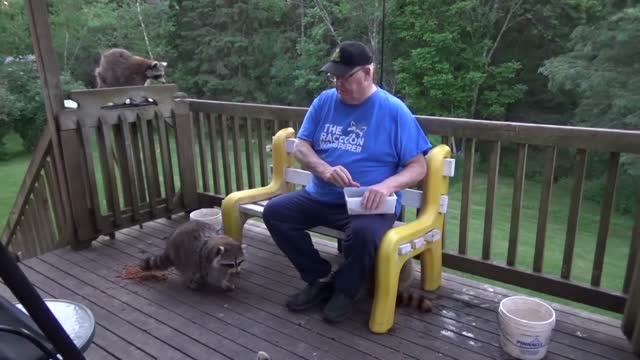 2020 06 19 Friday Night Raccoons