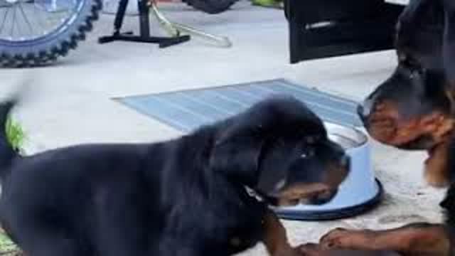 Rottweiler Mom And Son Argue   🥰❤️