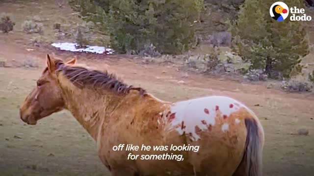 Wild Horse Immediately Recognizes His Girlfriend After Years Apart | The Dodo Faith = Restored
